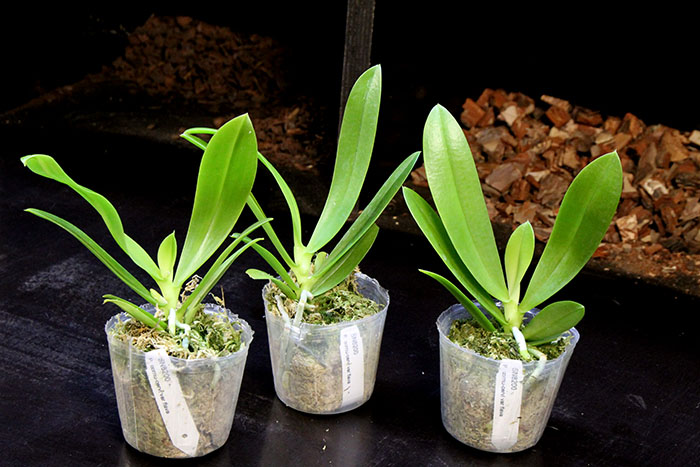 Phalaenopsis cornu-cervi flava.jpg