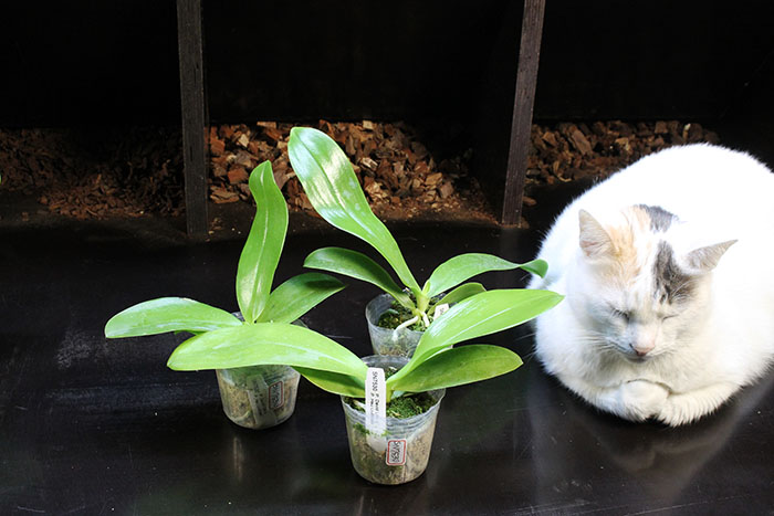 Phalaenopsis David Lim x Hsu Li-Shian.jpg