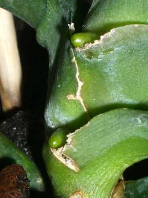 Вот такие у нас лезут корешки