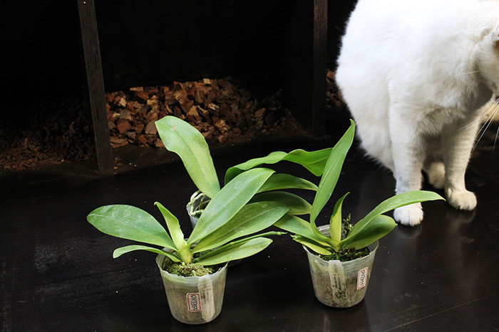 Phalaenopsis corningiana x sumatrana.jpg