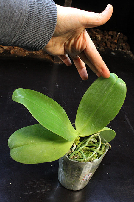Phalaenopsis gigantea x cornu-cervi.jpg