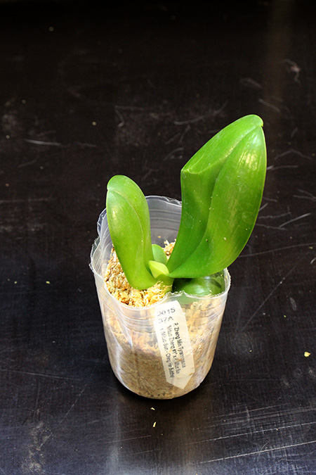 Phalaenopsis Zheng Min Tyrannosaurus 'Mituo Zheng #1' x Mituo Sun x (Mituo Sun - Ching Her Buddha).jpg