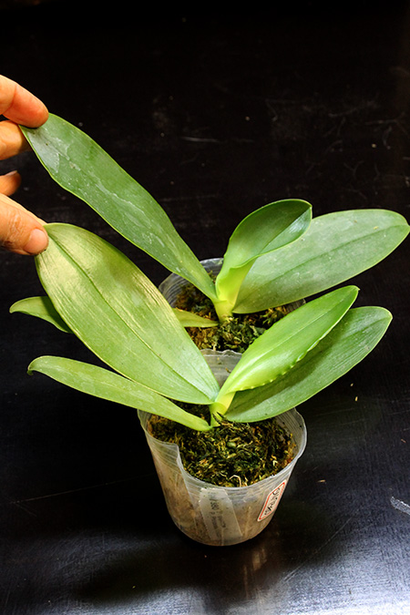 Phalaenopsis gigantea x Princess Kaiulani 'TH'.jpg