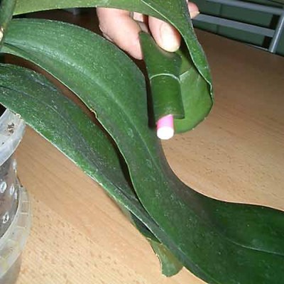 Самый верхний лист наматывается на фломастер