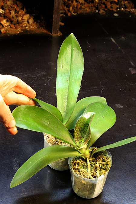 Phalaenopsis Ho's Lovely Amethyst.jpg