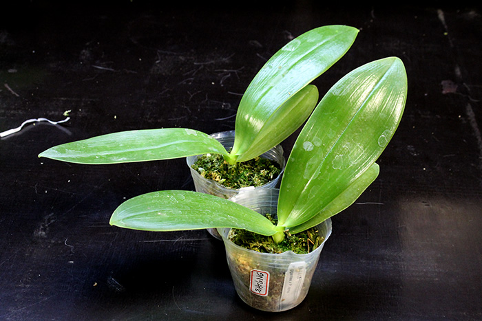 Phalaenopsis gigantea x Corie.jpg