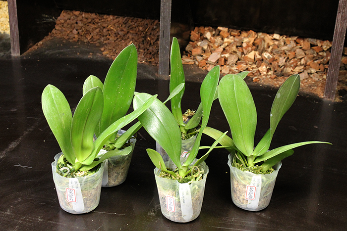 Phalaenopsis TH's Pit Viper.jpg