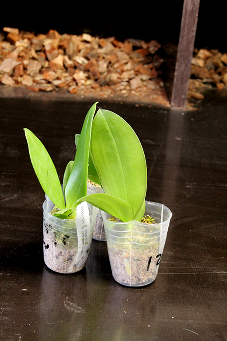 Phalaenopsis Sogo Shito x Ld's Bear Queen.jpg