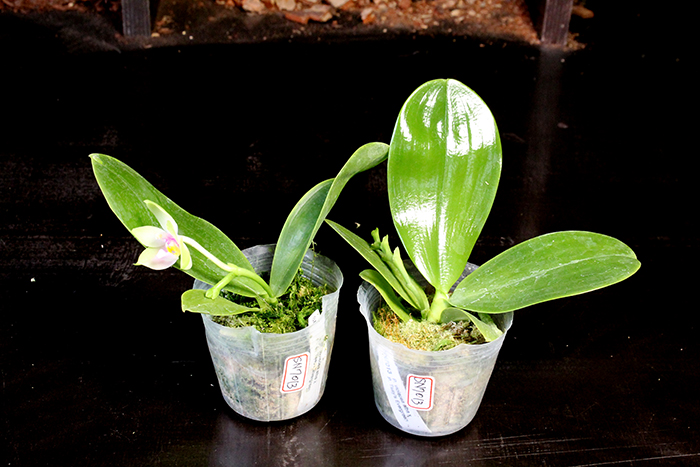 Phalaenopsis violacea alba x Tsay's Evergreen.jpg