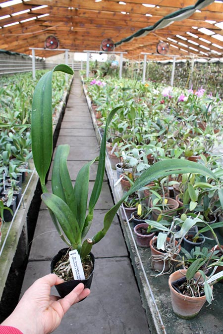 Rhyncholaeliocattleya Green Rattana 'Golden Angel' (Greenwich x Udomrattana).jpg