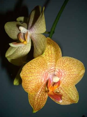 А вот так мы цветем