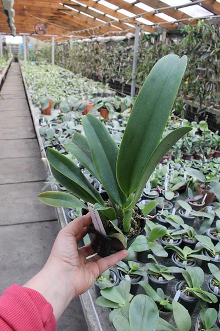 Laeliocattleya Dinard 'Blue Heaven'.jpg