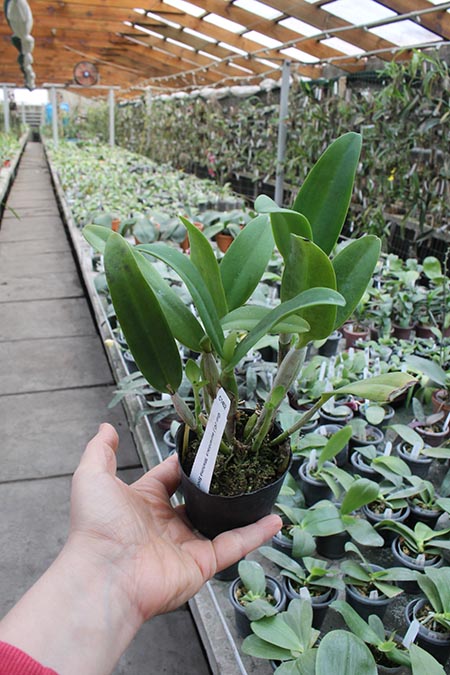 Guriante aurantiaca 'Mishima Spot'.jpg