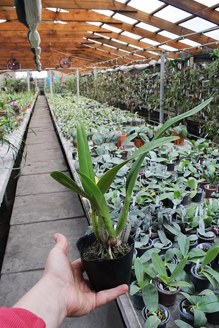 Laeliocattleya Ballet Folklorico 'Eloquence' (Cattleya Song of Norway x Laelia speciosa).jpg