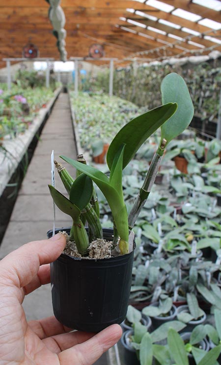 Cattlianthe White Bridal 'Yuki' (Cattleya Angelwalker x Cattlianthe Candy Tuft).jpg