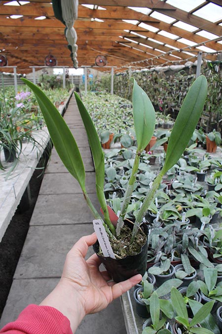 Rhyncholaeliocattleya Golf Green 'Lu-Chi' (OG).jpg