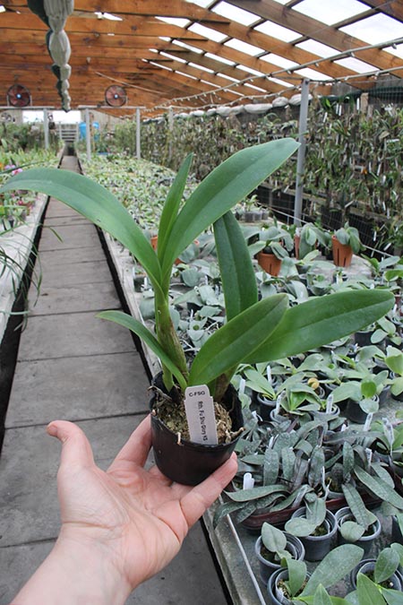 Potinara Fu Shu Glory 'KS'.jpg