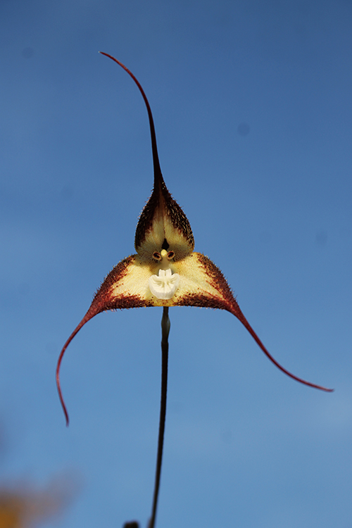 Dracula cordobae.jpg