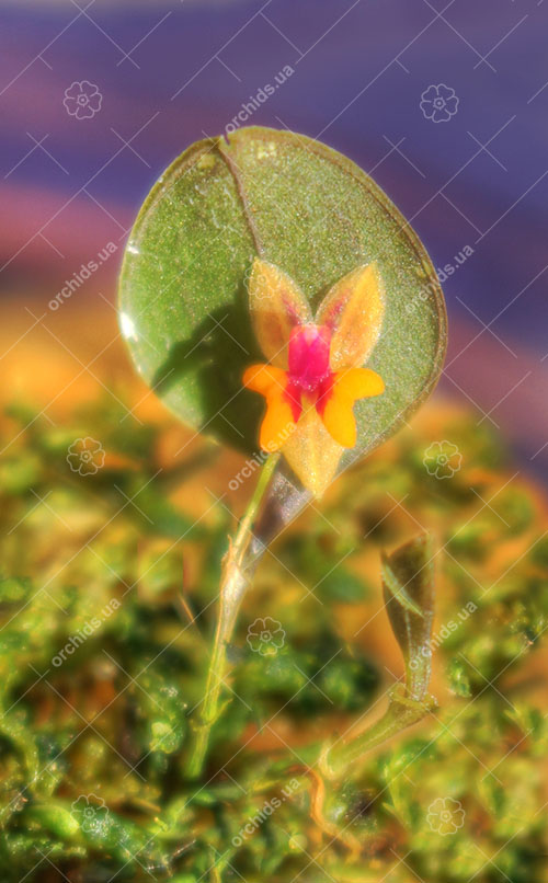 Lepanthes uxoria.jpg