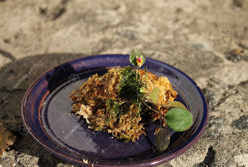 Lepanthes uxoria.jpg