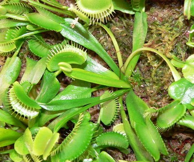 на одном черешке сдвоенная ловушка, не очень редкая вариация у мухоловок.