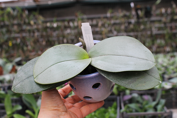 Phalaenopsis stuartiana punctatissima x mannii 'Dark'.jpg