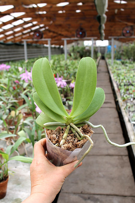 Phalaenopsis cornu cervi 'Dark Red'.jpg