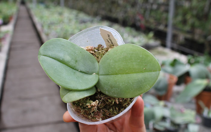 Phalaenopsis gigantea 'Meir #1'.jpg