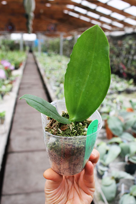 Phalaenopsis Pylo's Decorated Canary.jpg