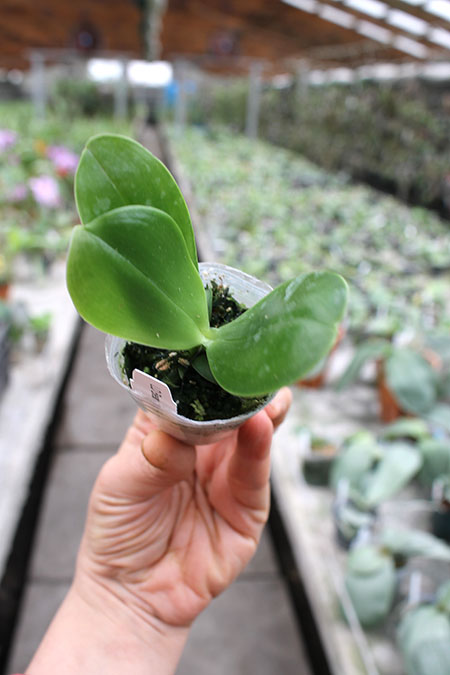 Phalaenopsis LD Bear King 'LD' x George Vasquez 'Eureka'.jpg