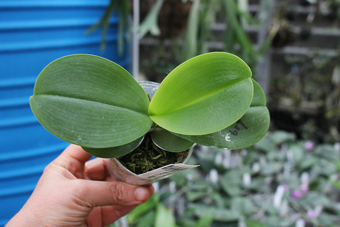 Phalaenopsis (Mituo Golden x Sogo Nihou) x Mituo Prince.jpg