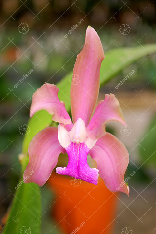 Cattleya Loddiglossa.jpg