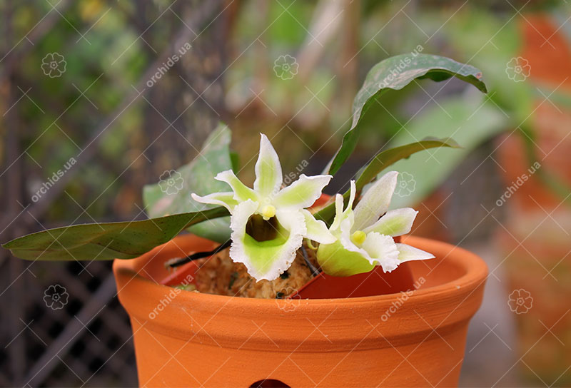 Eurychone rothschildiana.jpg