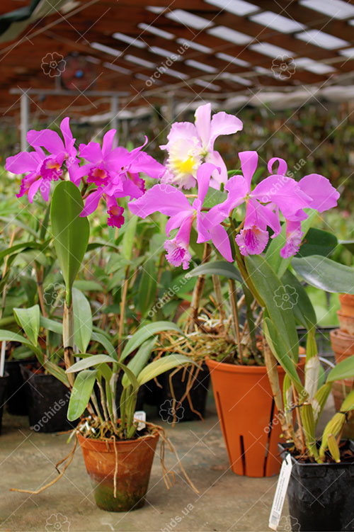 Cattleya species.jpg