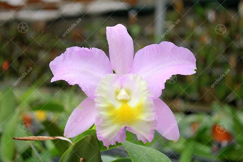 Cattleya walkeriana var alba x Brassocattleya Mount Hood 'Mary'.jpg