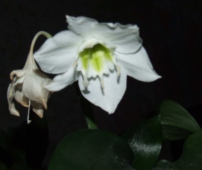 нормальный цветочек