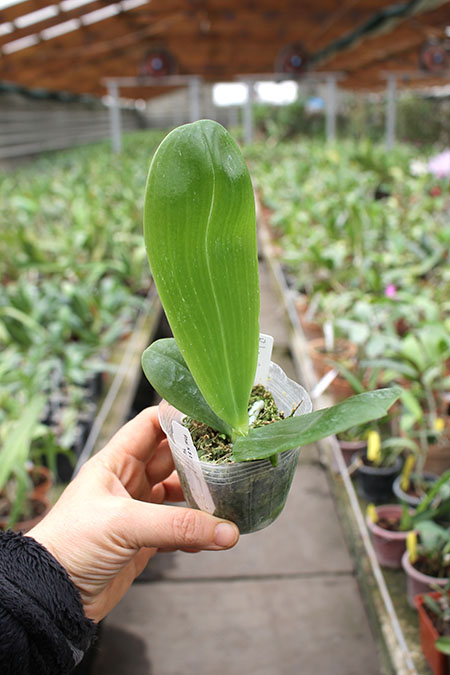 Phalaenopsis KS Super Zebra 'Yuan Shen'.jpg