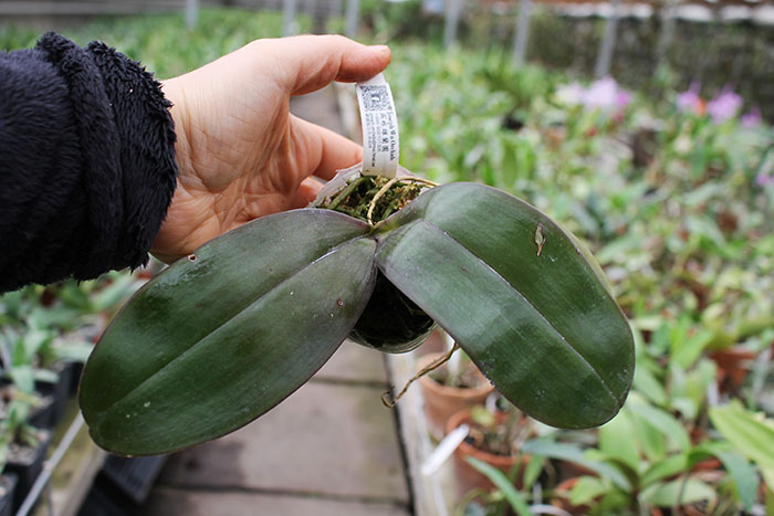 Phalaenopsis Joy Jewel Box (Joy Spring Venus x Buena Jewel).jpg