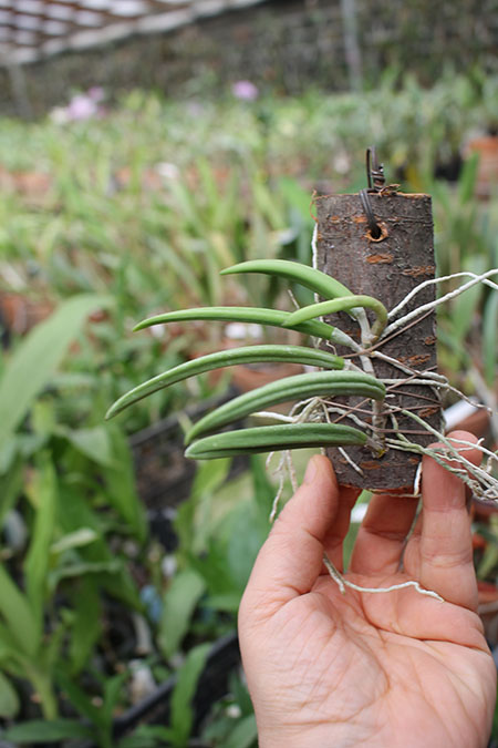 Dendrobium wassellii.jpg