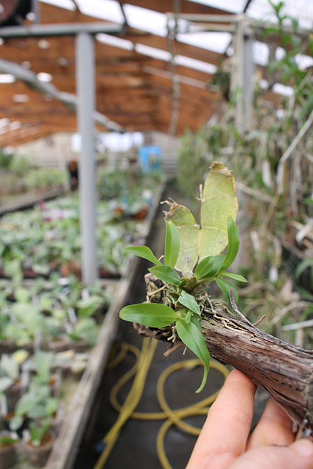 Dendrobium platycaulon.jpg