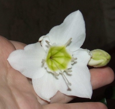 это пол цветочка (три внешних лепестка засохли, а три внутренних выжили)