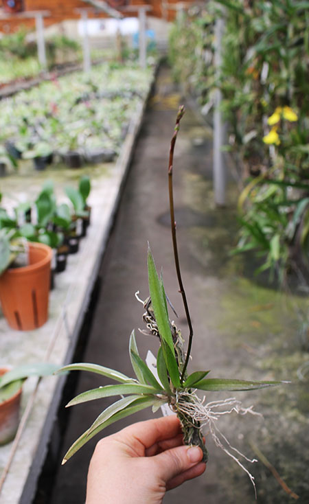 Oncidium (Tolumnia) hybrids.jpg