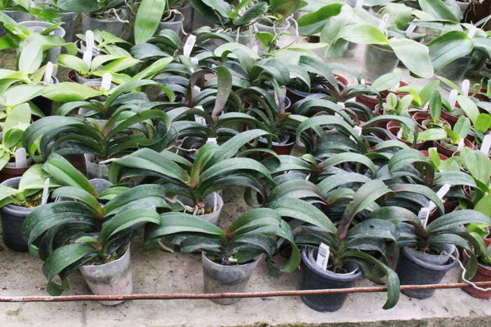 Asconopsis Irene Dobkin 'Orange'.jpg