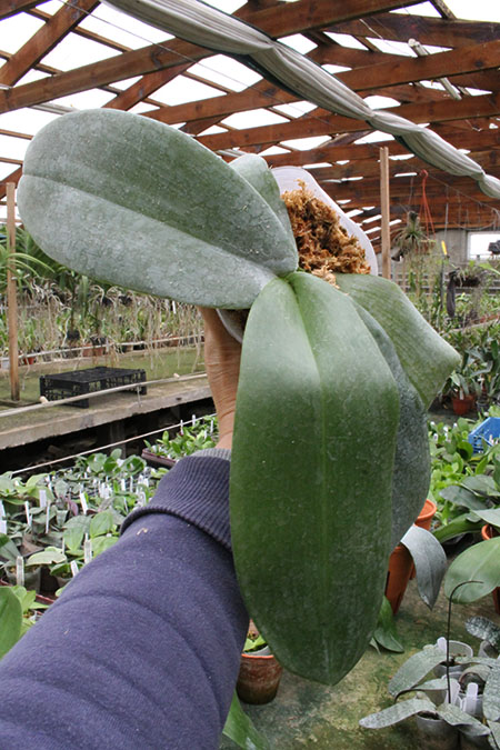 Phalaenopsis gigantea.jpg