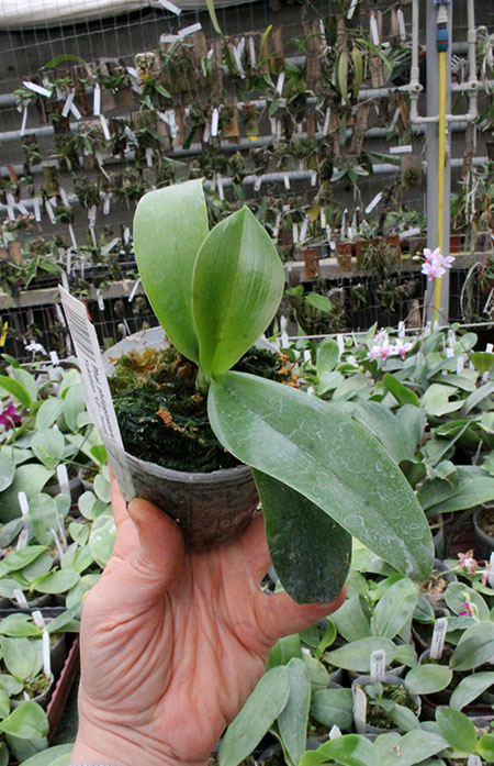 Phalaenopsis philippinensis x (Sogo Yukidian 'V3' - Yungho Gelb Canary).jpg