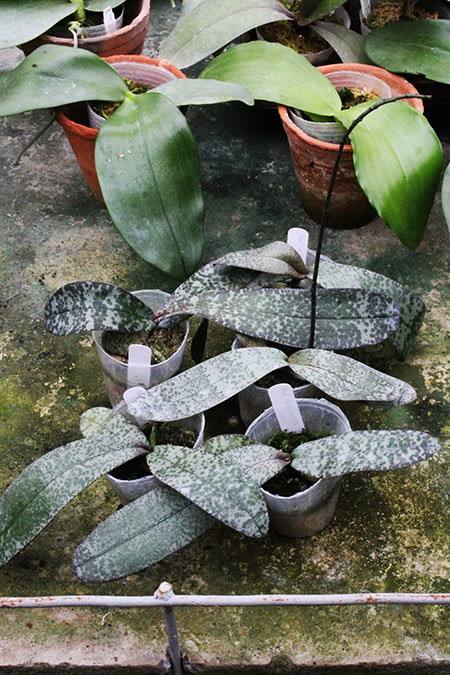 Phalaenopsis celebensis.jpg