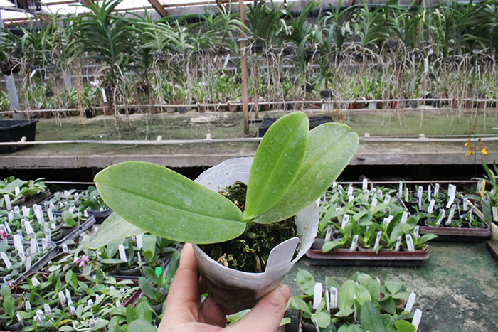 Phalaenopsis lueddemanniana.jpg