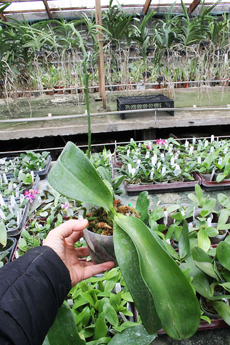 Phalaenopsis (AL Sun Tiger x Zheng Min Tyrannosaurus).jpg