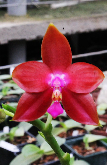 Phalaenopsis Ld's Bear King 'YK-7 ' x Dragon Tree Eagle '168'.jpg