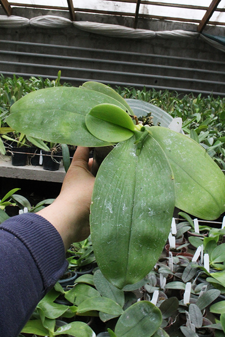 Phalaenopsis Samera 'Chien Lung'.jpg